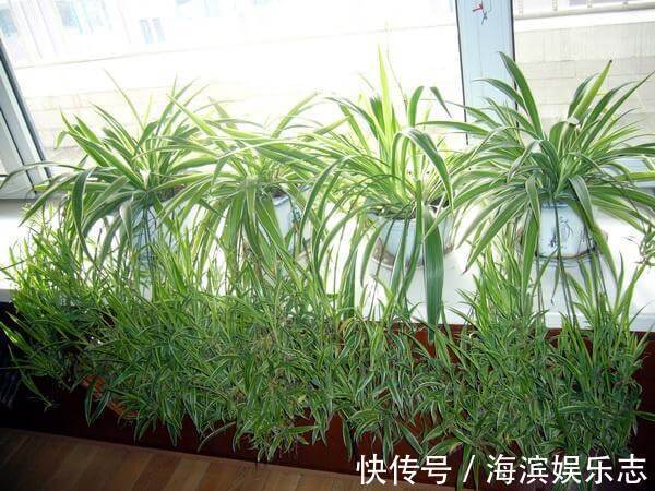 养吊兰绿萝,别光浇自来水,浇点自制“薄肥水”,一个月就爆盆