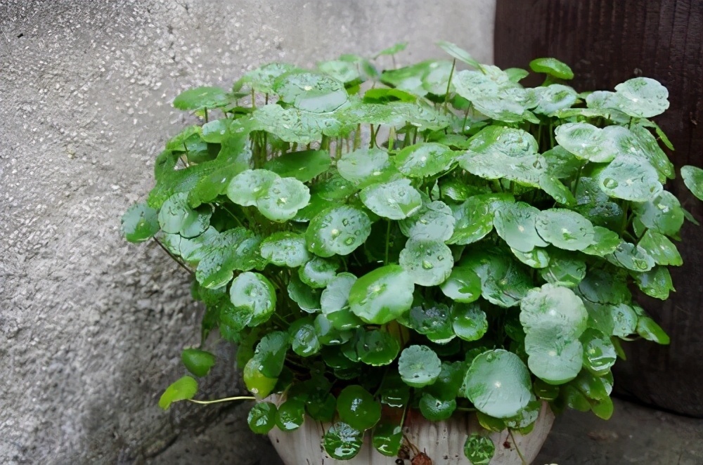 发财树|七种带“钱”的花，好看又好养，寓意吉祥，财源滚滚，建议养一盆