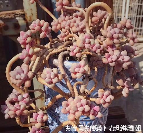 口诀|夏天养多肉，浇水有讲究，掌握“三字”口诀，轻松度夏不黑腐