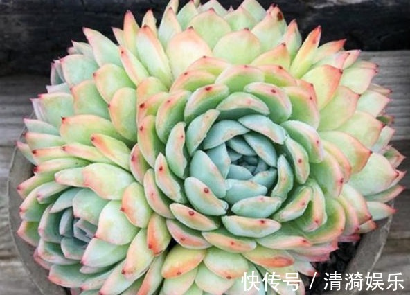 多肉|多肉长势差给它喂上“大补肥”,叶片肥又嫩,爆盆不难