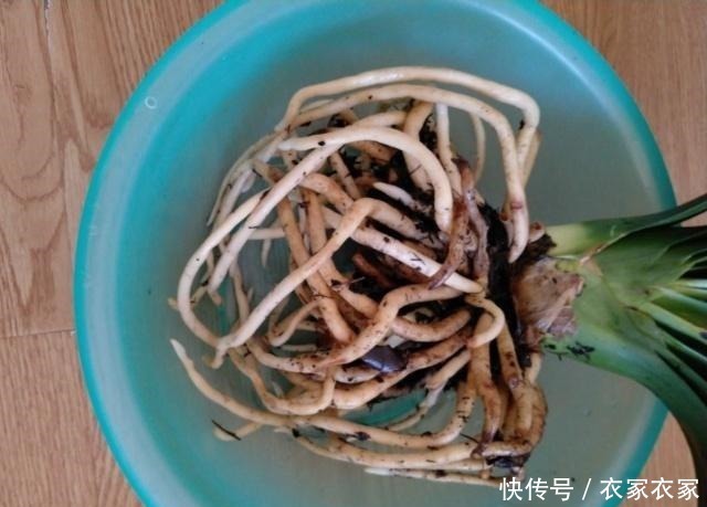 滴水不沾|君子兰喜欢一种土，两年换一次，每年都开花！