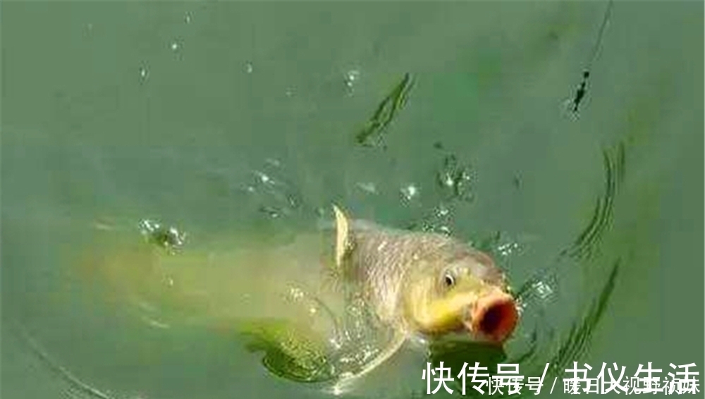 万能|调几钓几最灵？哪种调漂方法最“万能”？调漂之前要考虑的几件事