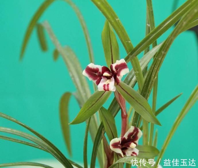 兰花如何养护,注意掌握正确的光照,比施肥更重要