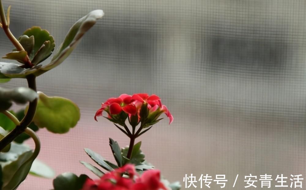 长寿花的品种越来越多,老单红却被淘汰,开花红艳为何不招人喜欢