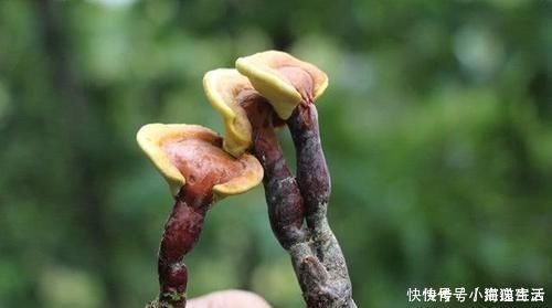 白血病|78岁老人因肝癌离世,医生太多人还在吃,家里都有