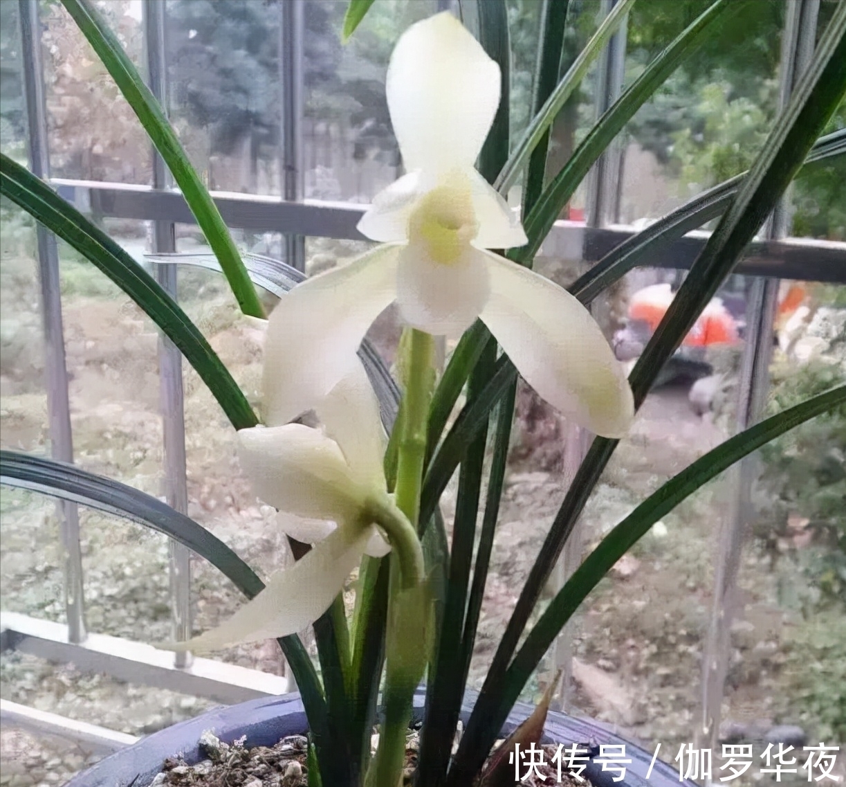 兰花|它在兰花界火了30年,花大如盆,冰魂雪魄,兰香浓郁,珍贵又稀少