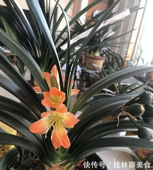 让君子兰“快生根”用上1种“好宝贝”，2周长满狗牙根