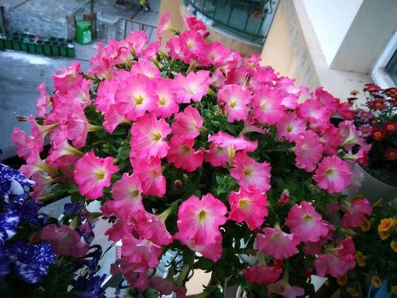 盆栽矮牵牛这么样长的快,花开的多,叶子绿油油的非常漂亮