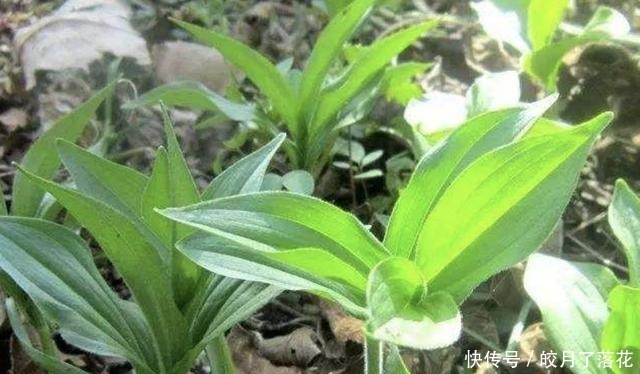 树下生长的“野草”,如今一斤10块钱都买不到,成了“高档菜肴”