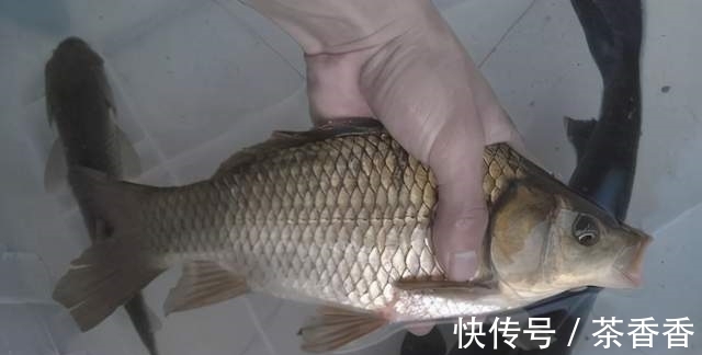 想要野钓鲫鱼连杆给口,这几种鲫鱼爱吃的饵料,就不得不认识一下