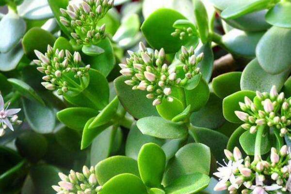 玉树栽种在家吉祥吗秋冬季养护玉树要注意什么