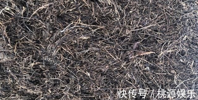 土质板结|万能养花之宝,盆里放一点,不黄叶、不烂根、不生虫还不用肥