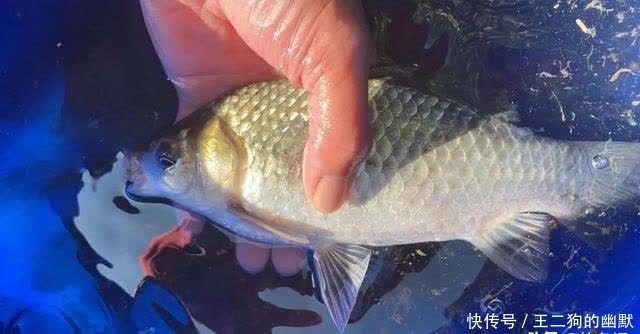 一到中午就停口该怎么办?频繁补窝是下策,教你一招打开鱼口