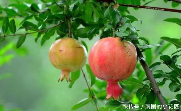 象征阳光向上的花 象征阳光向上的花