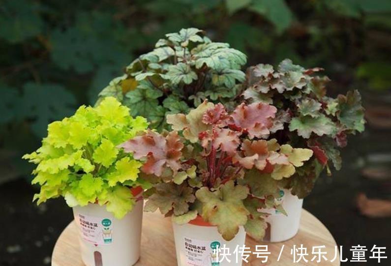 漂亮|6种漂亮花，现在养一盆正当时，大雪覆盖花更艳，零下20℃也生机