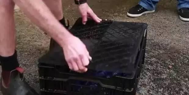 小龙虾|男子从水里捞上来一筐“蓝玻璃”,打开笼子一看,高兴地跳了起来