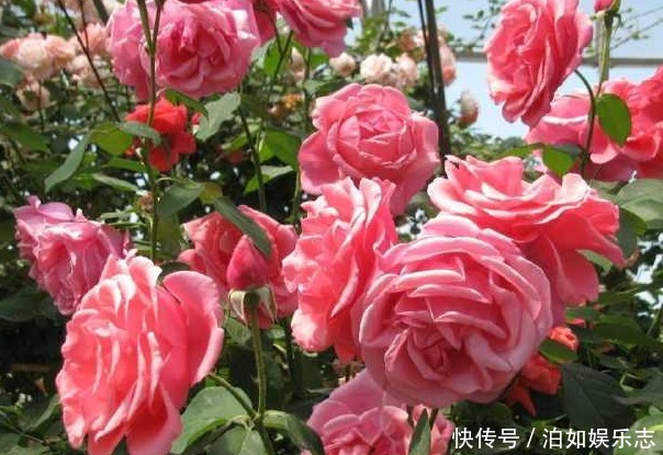 大色|养好月季花最重要的两点,掌握好后,花大色艳邻居羡慕极了