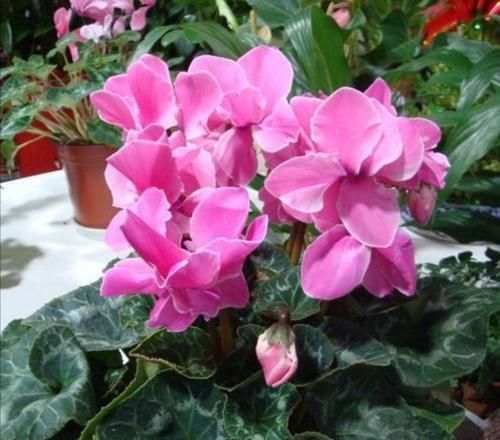 冬天开的花有哪些?6种花冬天开,养在家里漂亮又喜庆