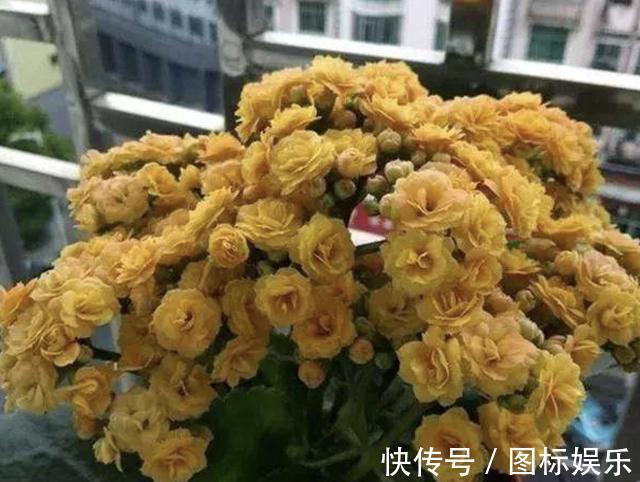 温度渐渐下降，在家扦插“4种花”，9天就生根，2个月后开花多！