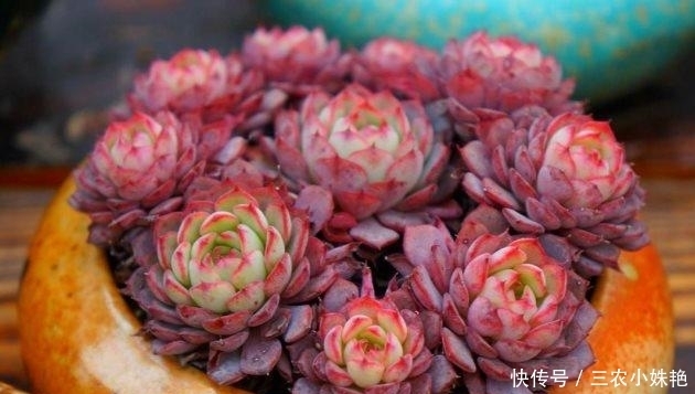 多肉植物|新买的多肉这么养, 不发软不变黄, 长得胖乎乎的