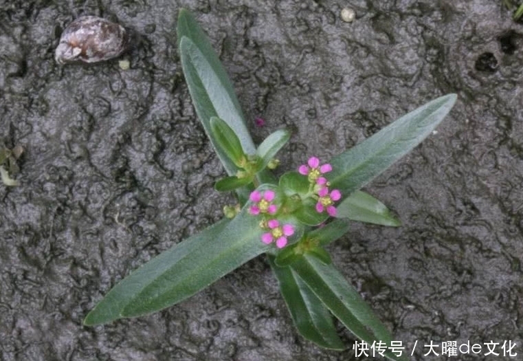 侵权请告知删除|这种野草在农村遍地有,就连牲畜也不愿吃,偏偏药用有奇效