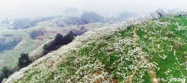 春天的重庆，美丽的山城，到底美在哪里？