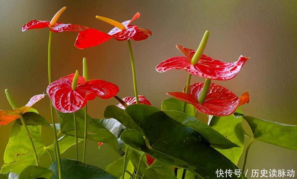 红掌这样养,花开巴掌大,油亮像打蜡,一片叶子一朵花