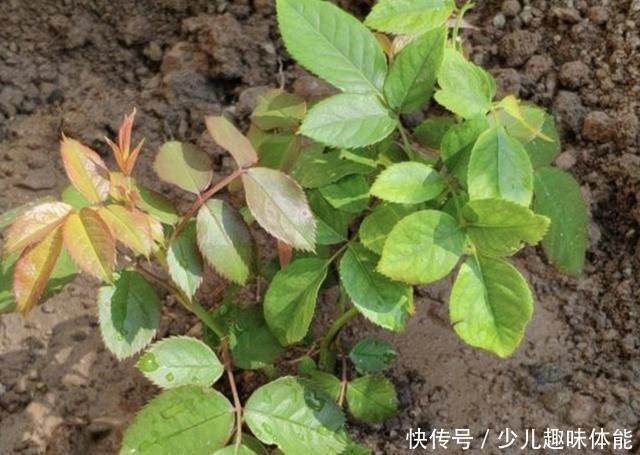 长寿花|什么蚯蚓粪、羊粪,也不如“1种粉”,只需放花盆里,花卉变旺盛!