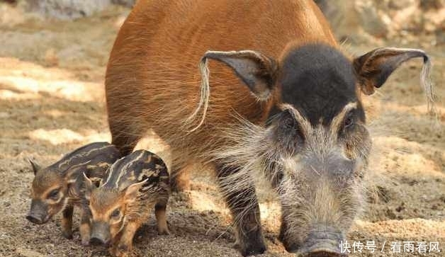 非洲害兽不一般,当地老百姓拿它毫无办法,隔空喊话中国人求帮忙