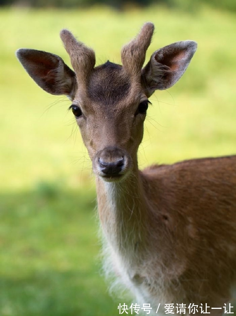 玛雅$千年前的玛雅人都吃啥?鹿文化的兴起,不仅要吃肉还拿来做工具