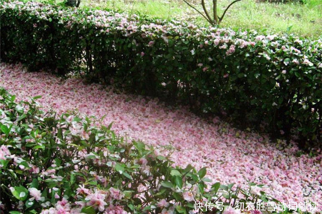 雨后|早春落梅花8则,共赏落梅飘飘之美,山花开满谷,林香动落梅