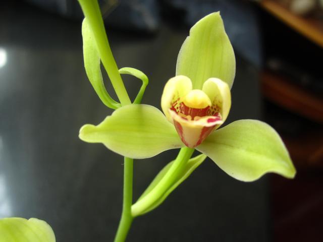 适合新手养的兰花,价格便宜,好养易成活,夏季也开花,花香四溢