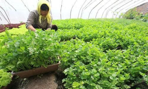 盆栽芹菜劈着吃 越劈长得越多 种一盆能吃1年 快资讯