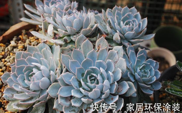 景天|景天养护攻略,多肉植物这样种才能活得久