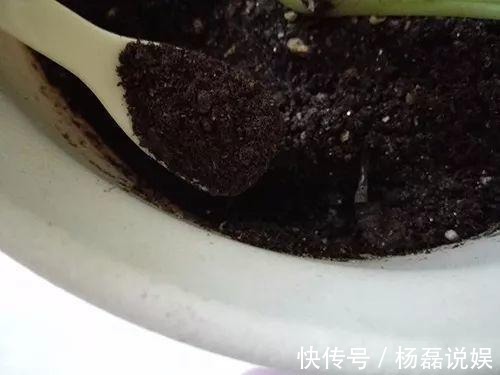 塑料瓶剪一半埋盆里,烂果皮菜叶随便扔,零臭味还不烧根!