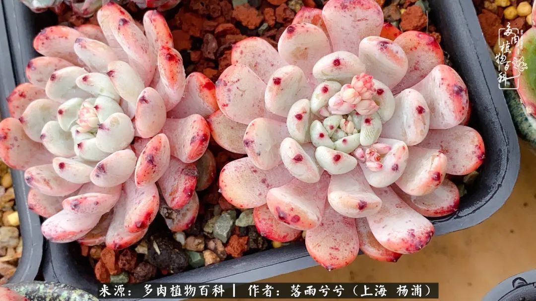 入坑7年多，从菜色到全状态，包邮区的多肉一样可以很美！