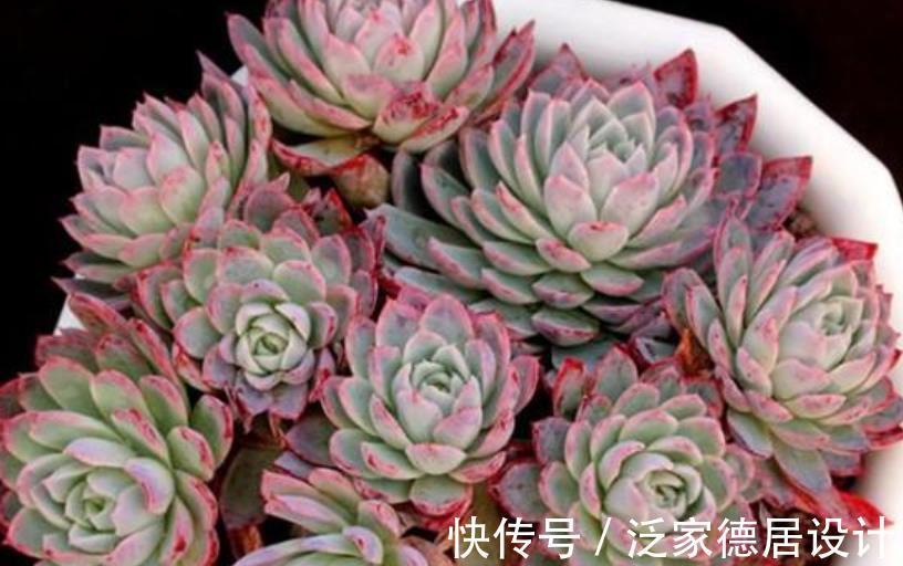 多肉植物|9月养盆多肉紫罗兰女王，容易群生颜色美，淋雨后仙气十足