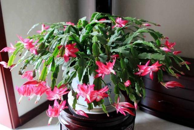 资深花友用“一招”把蟹爪兰养爆了,花开一层一层,特美