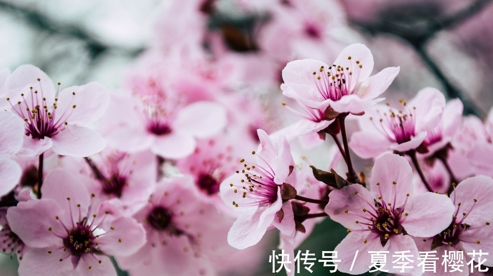 少女|此花所代表的是爱和希望,是代表了高雅的花,就像是少女一样