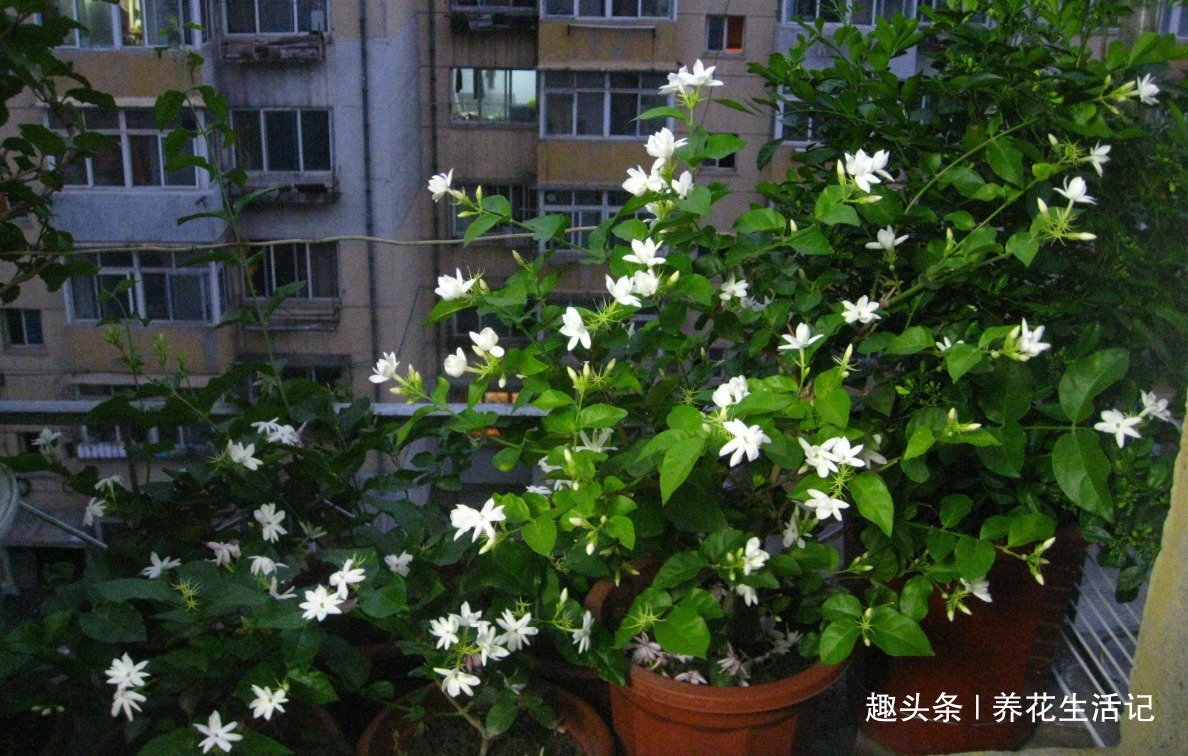 花朵|6月对茉莉花,用好“4个”小方法,花朵繁多香味浓,绽放时间长!