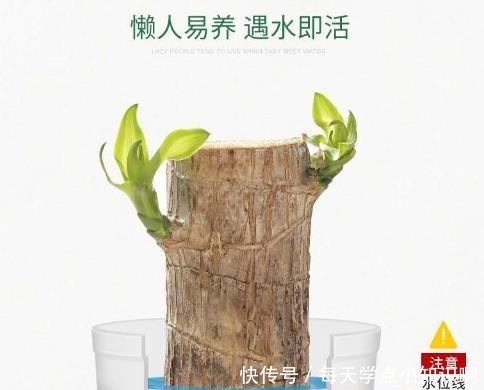 巴西木小盆栽又火了,注意几点,半截木桩子泡水里,也能越长越旺!