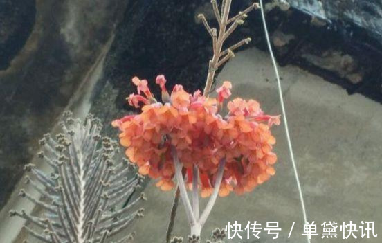 这5种花随便掐个枝就活,新手懒人花友千万别错过!