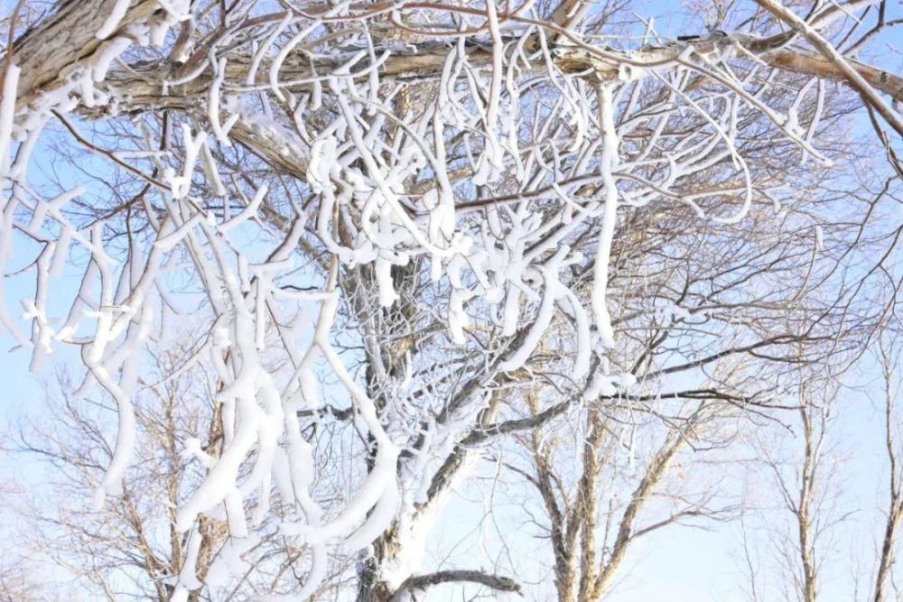 邂逅|这个冬天来金塔沙漠胡杨林，邂逅一场不一样的冰雪奇缘~