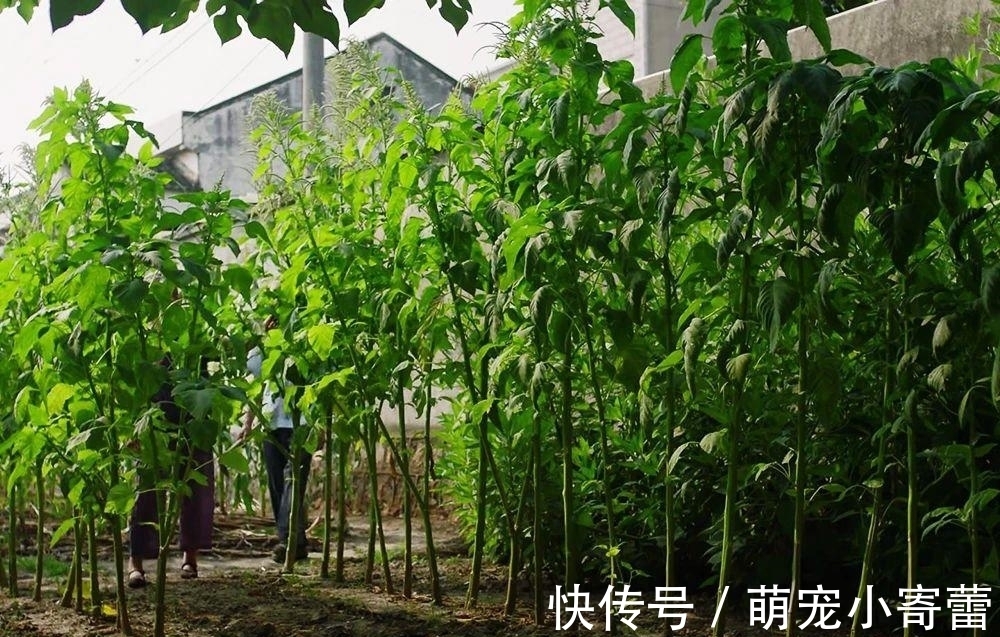 口感|这种菜老了也能吃,很多人砍回去做腌菜,口感似果冻,下饭是一绝