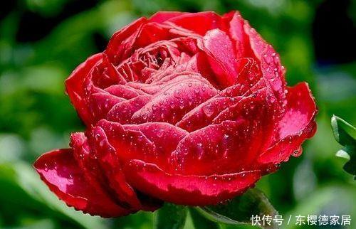 几种常见小花,好养易打理,枝繁叶茂,花开一簇爆成花海