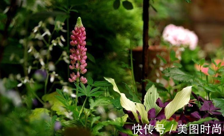 小院|荒废多年的80㎡小院,2年半时间打造成下沉式花园,太漂亮了!