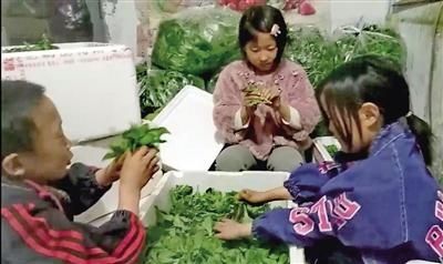 开心|“开心农场”让家乡父老开心挣钱