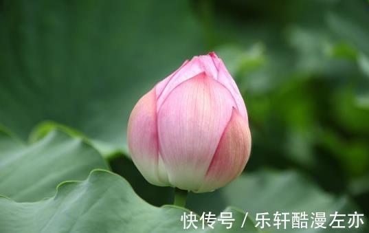 桃花|10月中旬，4属相吉星照耀，桃花朵朵，财源滚滚，日子美满