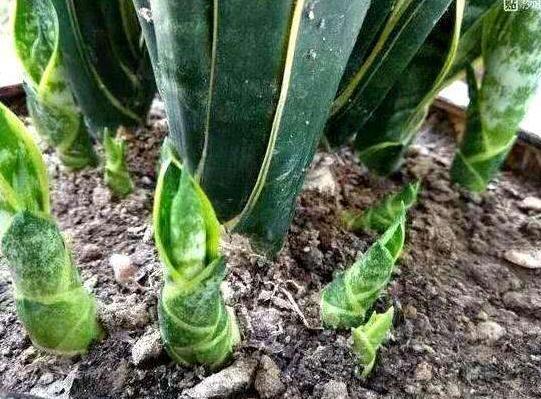 虎皮兰不长新芽挖出来一些土壤,养护得当,短时间内轻松爆盆