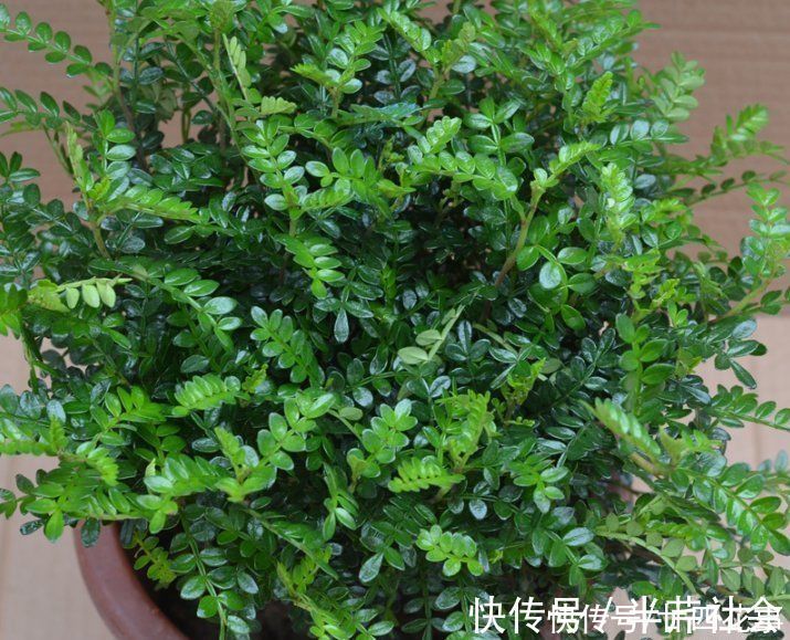 啤酒水|室内养花,喷上4种“水”,叶子油亮不发黄,冬天也生机勃勃